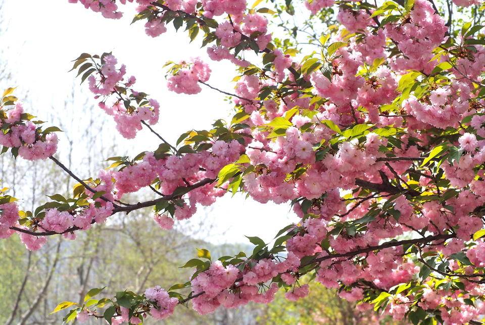 樱花季进入倒计时济南街头晚樱灿烂怒放