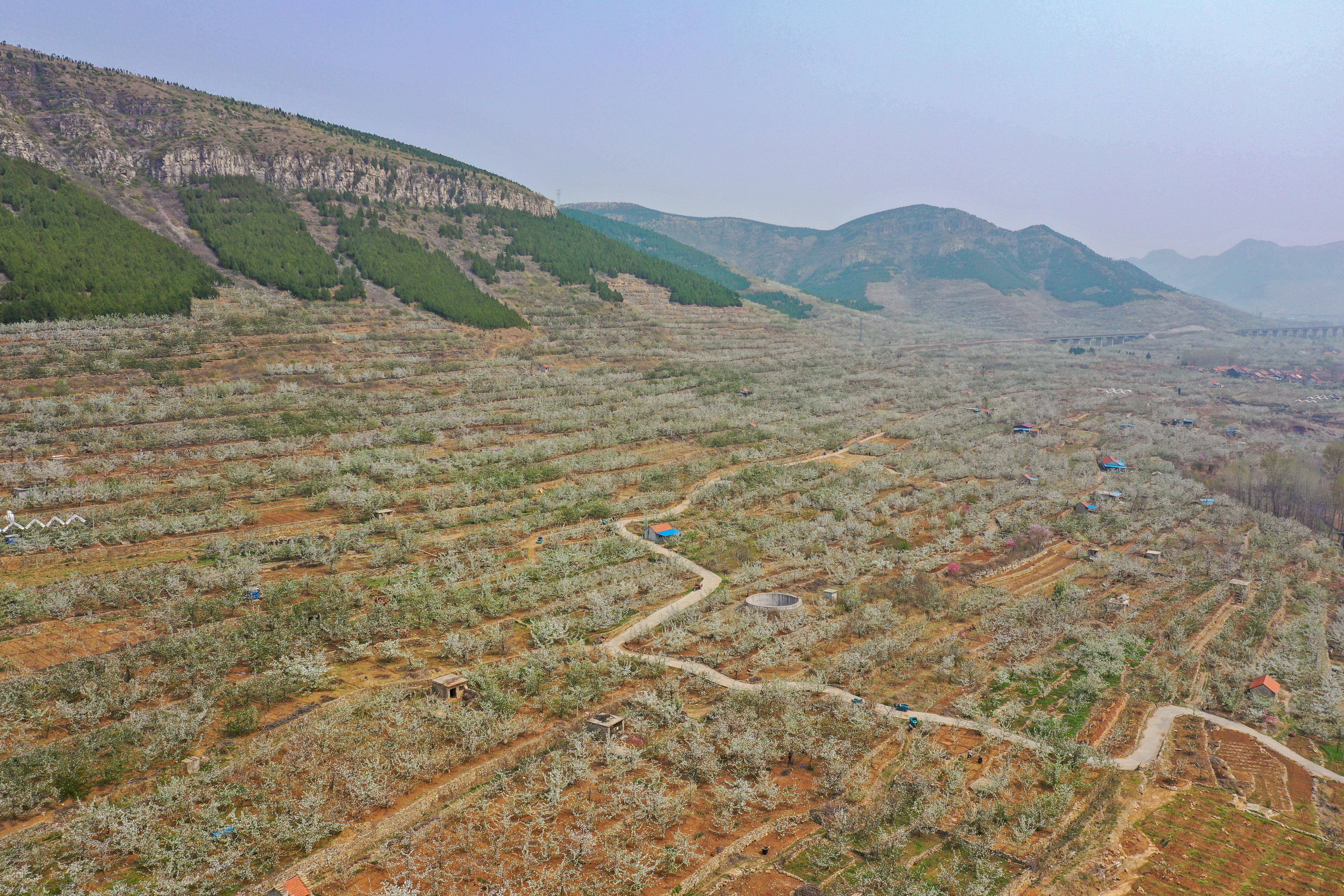 山东沂源忙碌的樱桃小镇