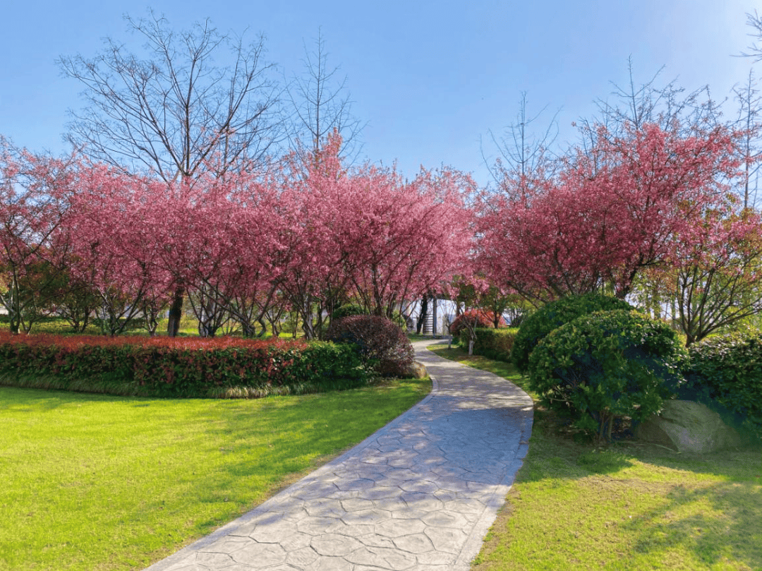 公园花信风 | 人间四月天,海棠花中仙