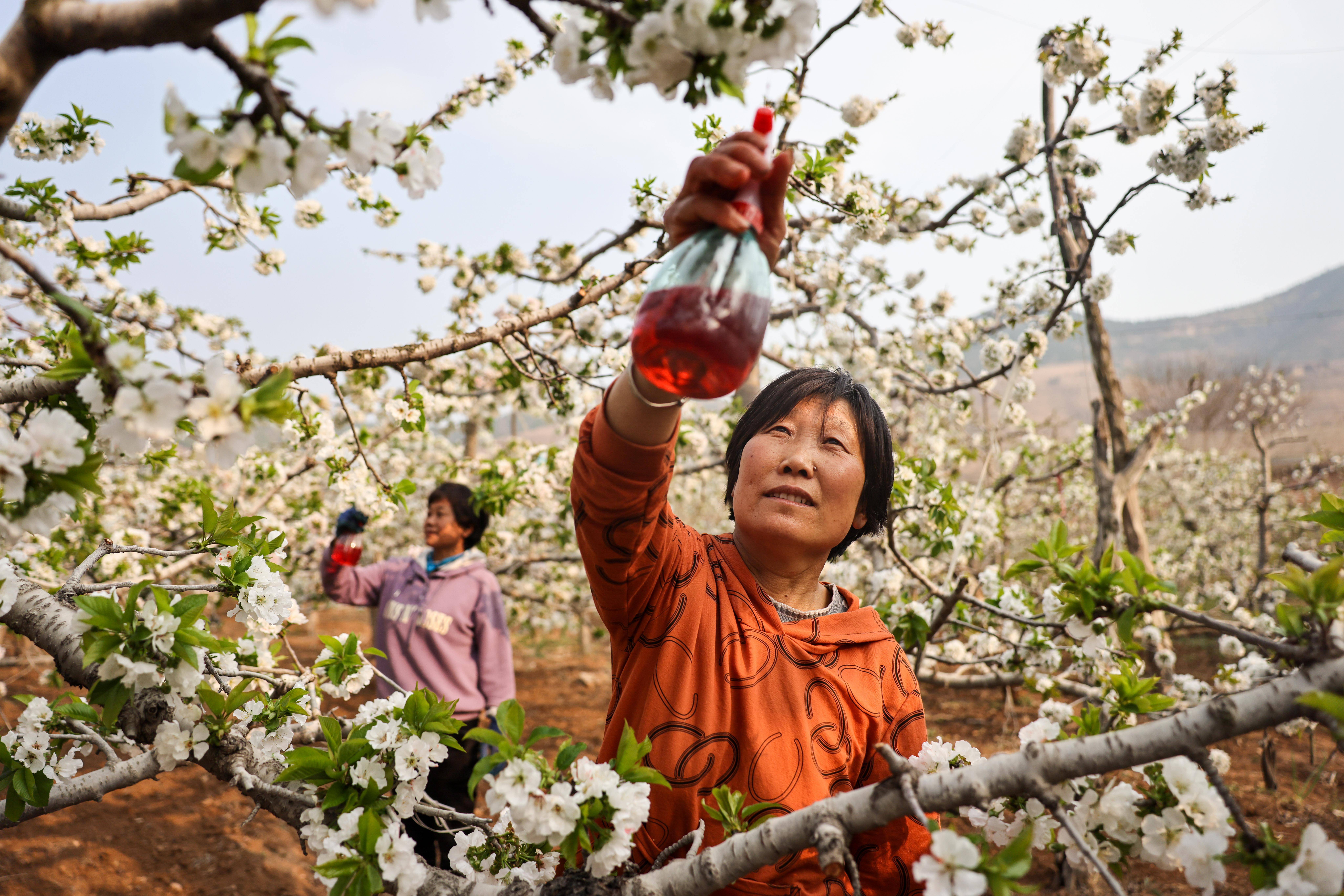 山东沂源:忙碌的"樱桃小镇"