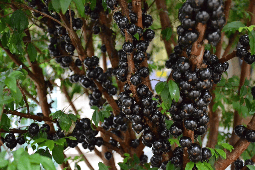 师生共享丰收喜悦一起来实现嘉宝果自由