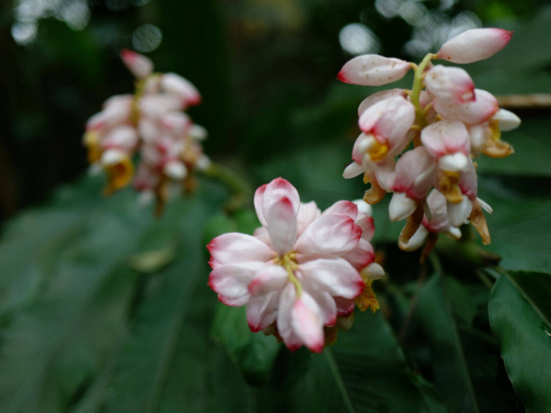 人间四月来沿溪赏花