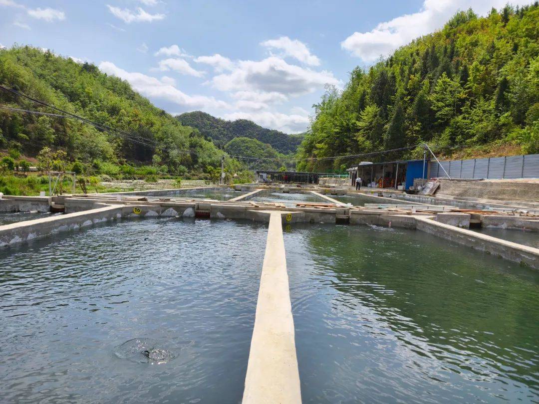 4月8日,记者来到安顺黄果树丰顺水产养殖有限公司木厦河养殖基地,看到
