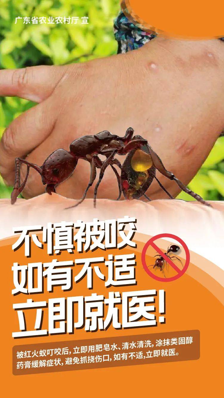 事关红火蚁防控佛山召开现场会部署再落实