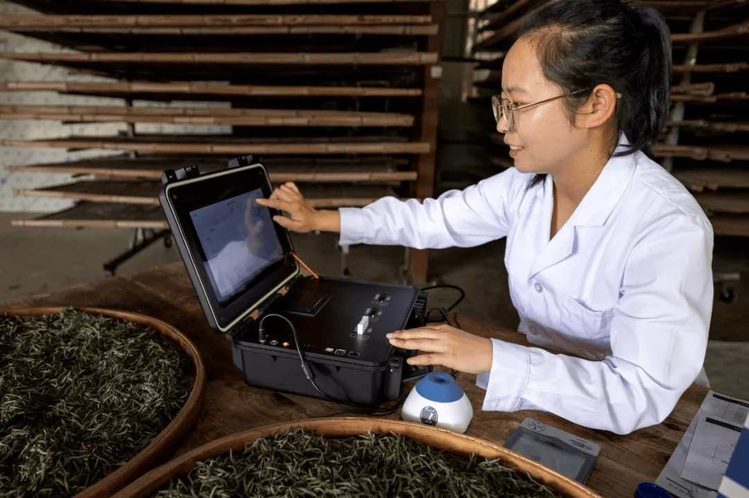 长寿之乡福建柘荣:乍洋乡:绿叶变"金叶" 让好日子飘香_茶叶_发展_茶园