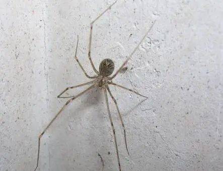 今日话题最近很多广州人晾晒的衣服上出现这种绿色小颗