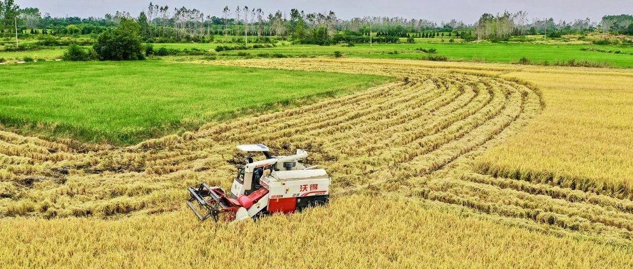 机械化育秧"闹"春耕 现代化农业绘出好"丰"景_种植_秧苗_大棚