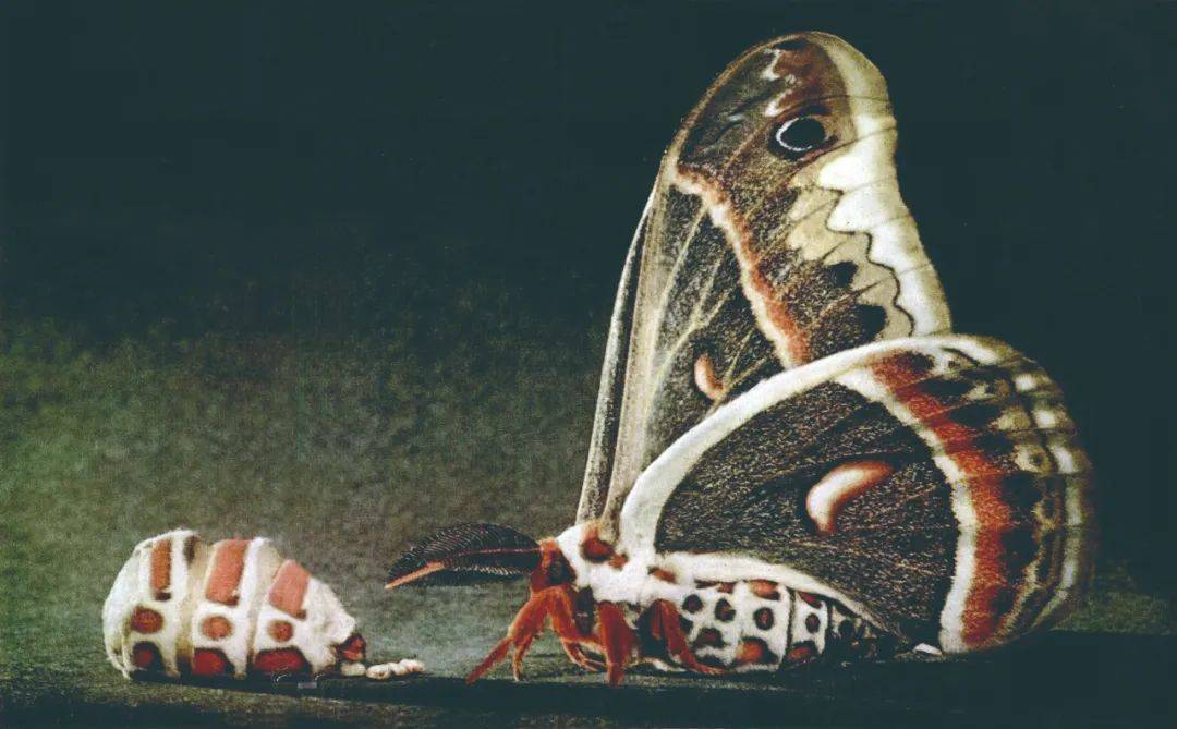 诡异的飞蛾实验