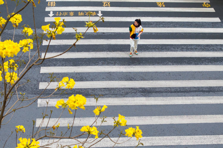 重庆南川区：黄花风铃木盛开 点缀街景如诗如画