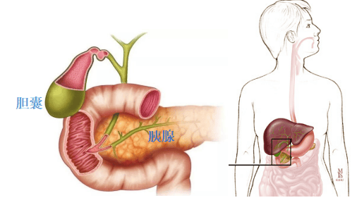 【科普】 护胆系列——认识胆囊