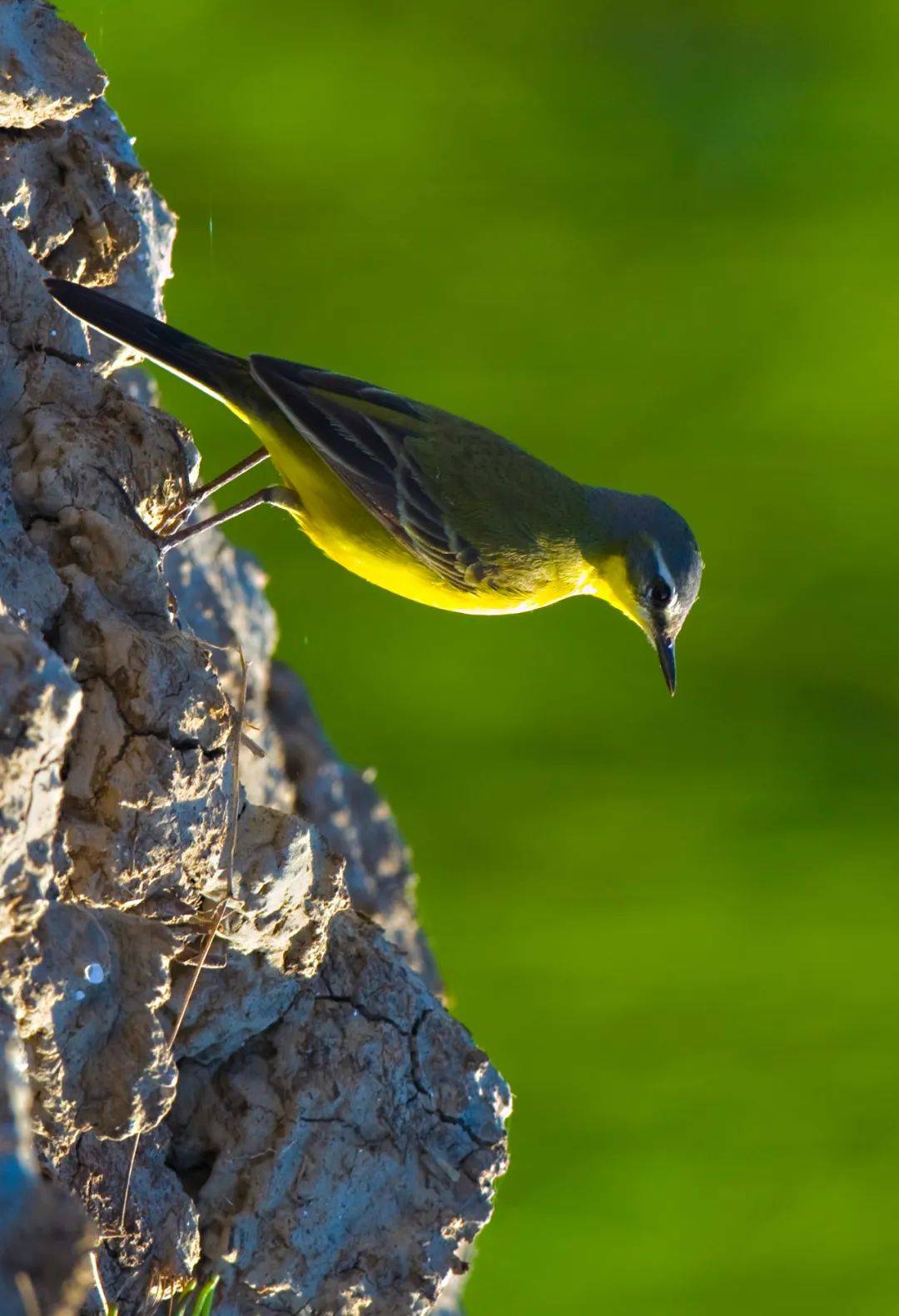 大片儿丨魅力盘锦鸟类图片展黄鹡鸰