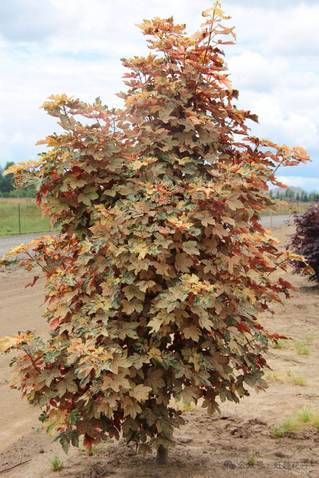 小空间也能瑰丽胜花海~_枫树