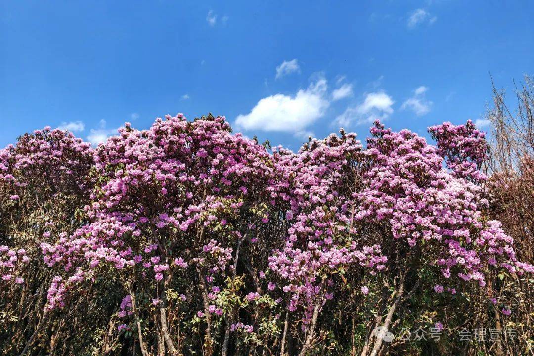"我是第二次来龙肘山了,上一次没有看到杜鹃花开,这次专门来看杜鹃花