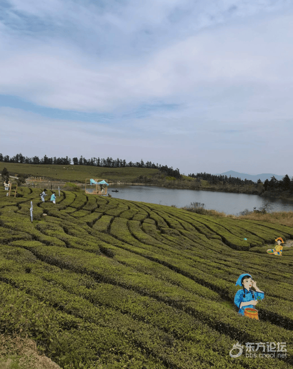 东钱湖福泉山收费这么贵了游客吐槽采茶体验50元这收费果然高级