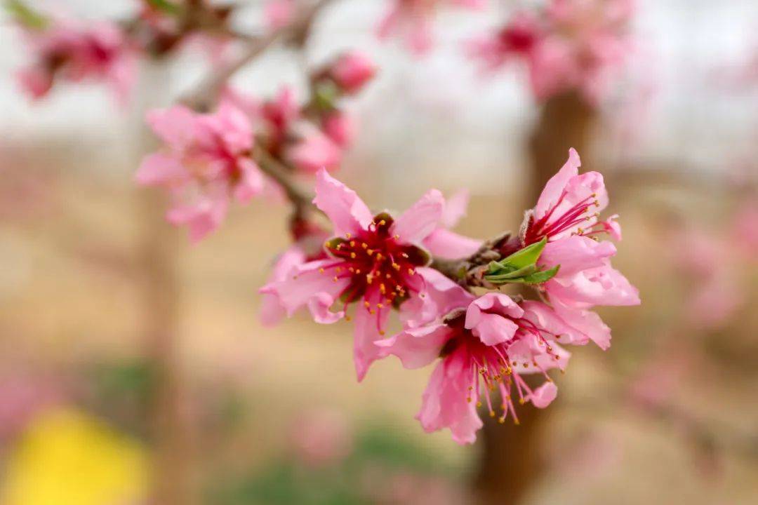 >北京市>春日桃花开让我们一起出门赏花吧~资料:市绿化市容局