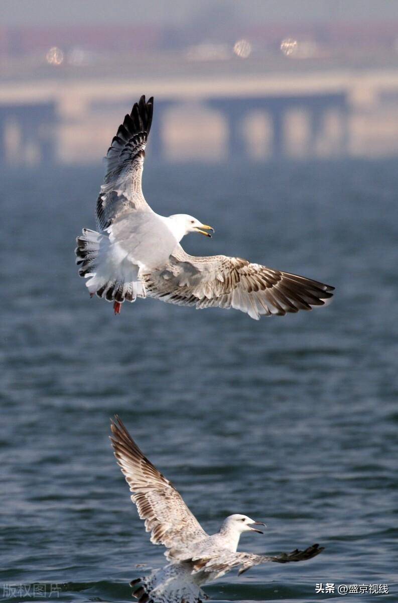 沈阳:迁徙鸥鸟在丁香湖觅食补充体能