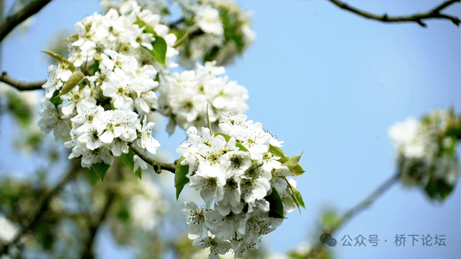 巽宅镇中山村章山里:"梨花第一村"又迎梨花开_桥下镇_永嘉县_村民