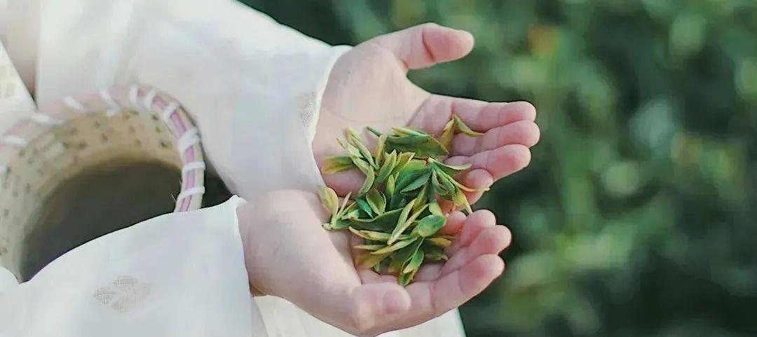 去普陀的茶园饮一口鲜嫩的春天