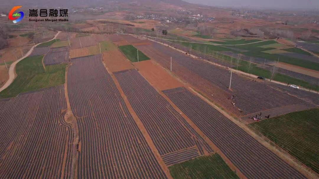 田湖镇突出中药材种植加快乡村振兴步伐