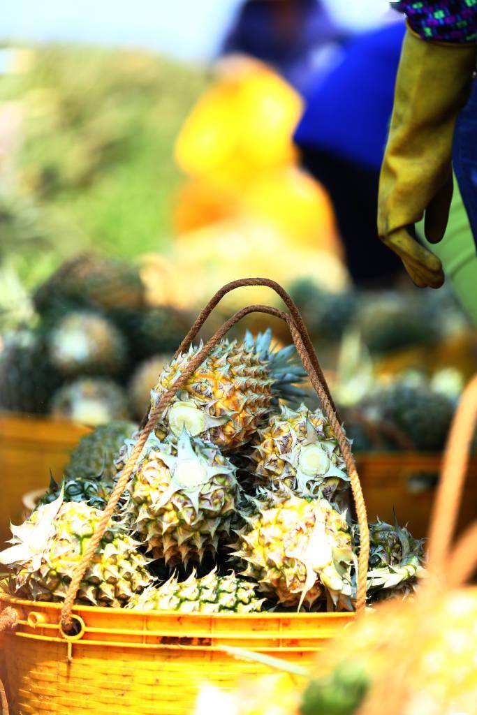 春日水果上新!打开彩虹色系"菠萝的海"