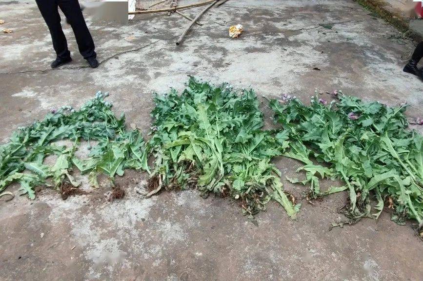 贵平农户非法种植罂粟被行政处罚