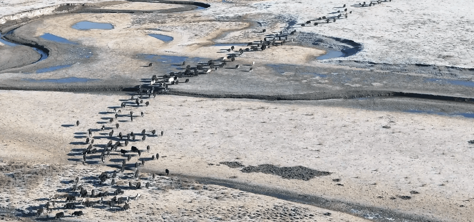 牦牛也要过春天啦红原县数万头牦牛完成春季转场