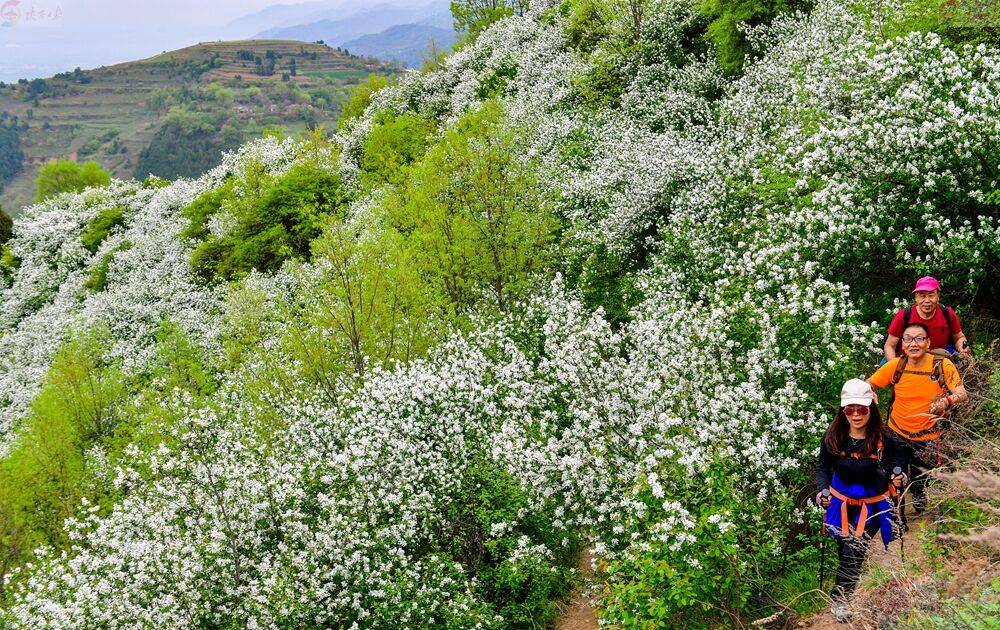 快来看秦岭天子峪白鹃梅绽放迎客来