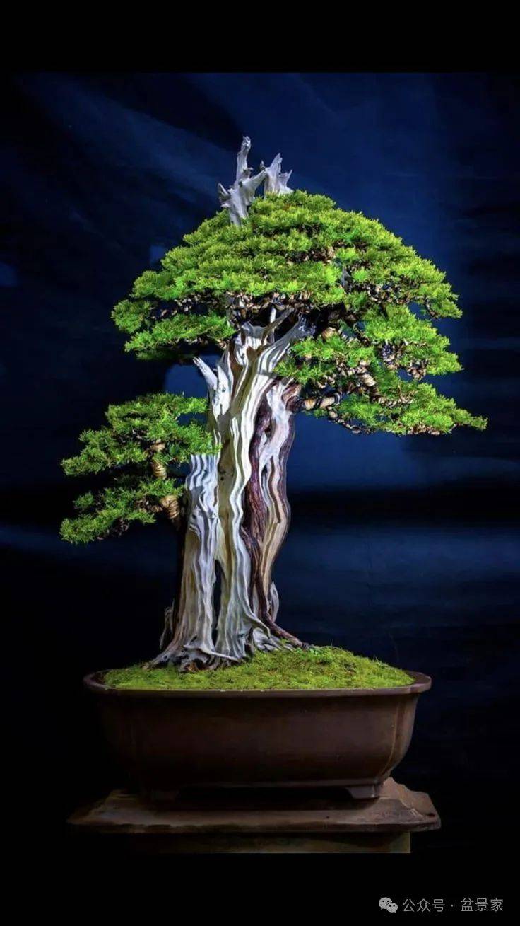 盆景_艺术_树木