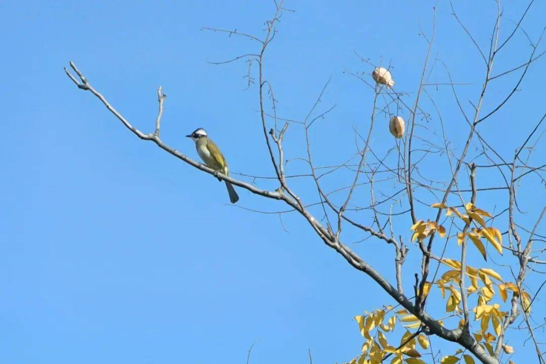 解锁河海校园里的中国传统色之美_华彩_青色_黄色