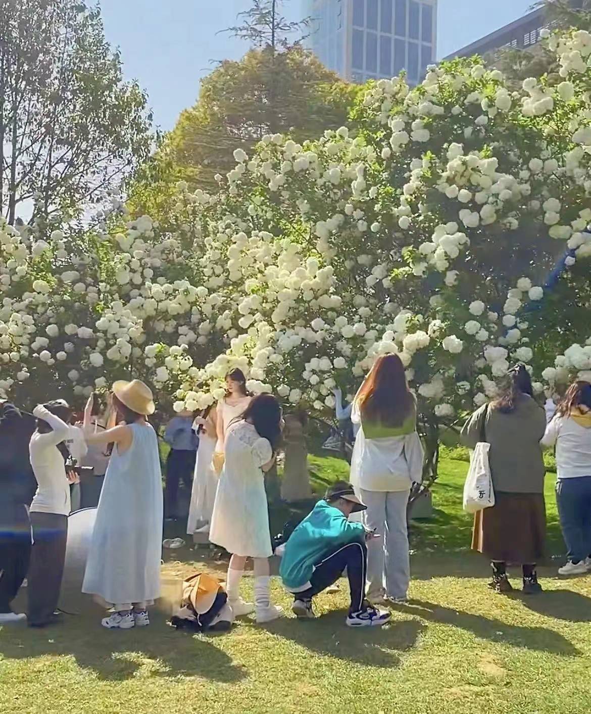 曾让女网红上房揭瓦的木绣球开啦今年最火打卡地是上海这个地铁口附