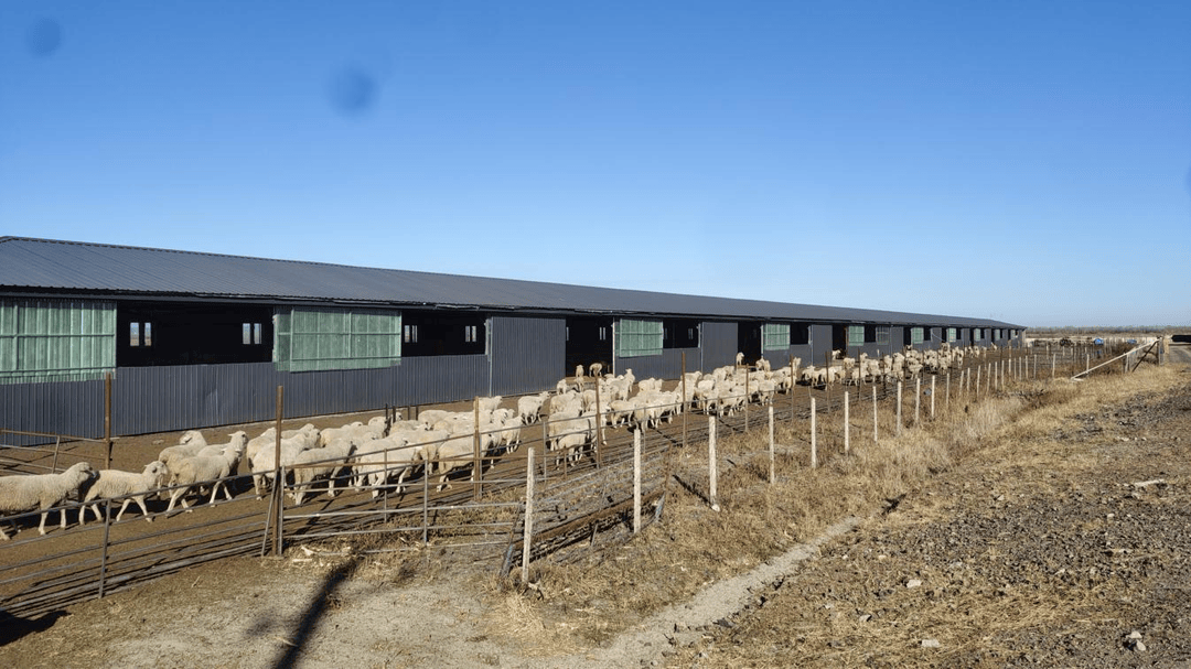 鹤岗市:创新发展理念 打造湖羊产业 让乡村振兴"羊"帆起航_养殖_经济