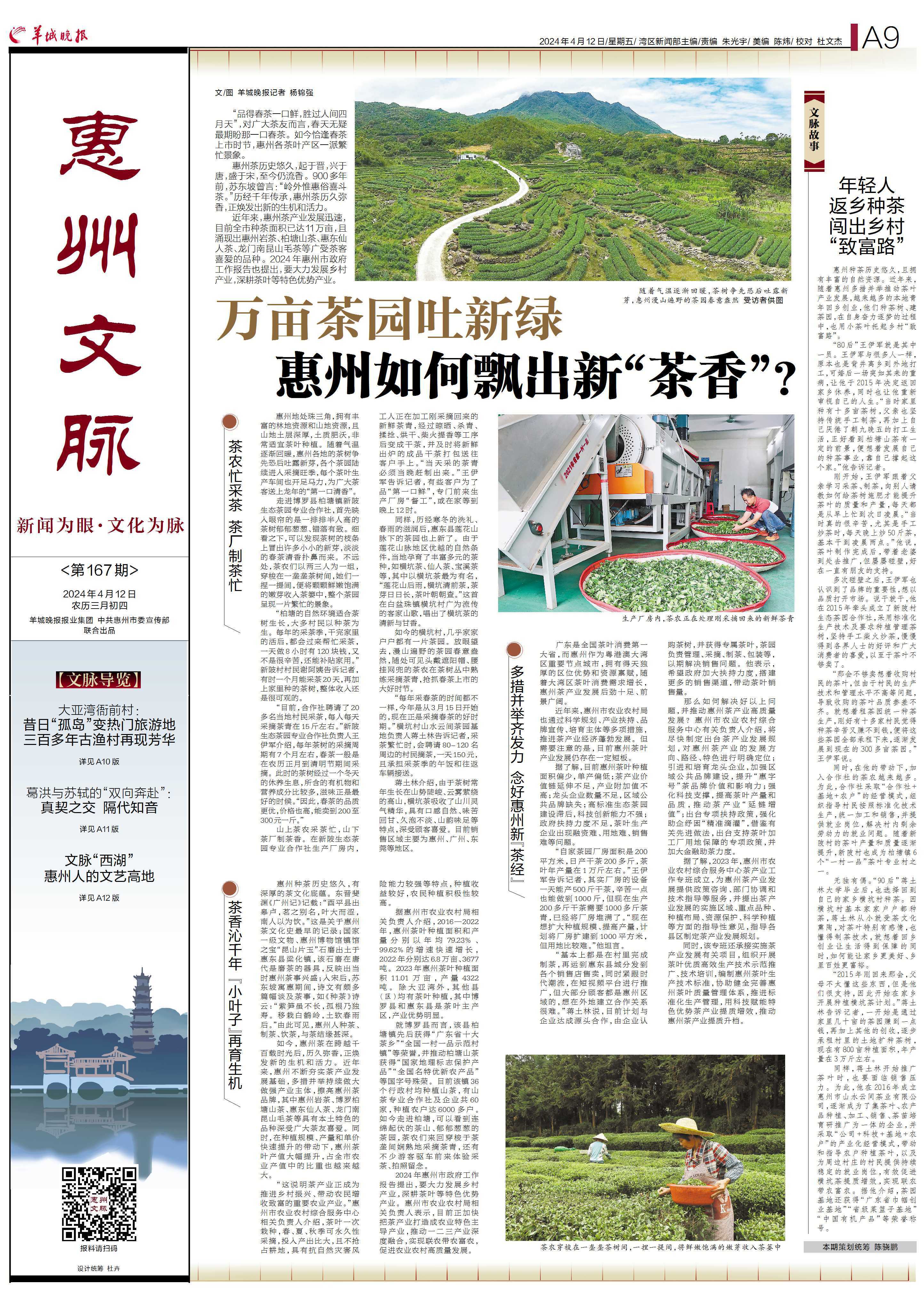 惠州文脉聚焦万亩茶园吐新绿惠州如何飘出新茶香