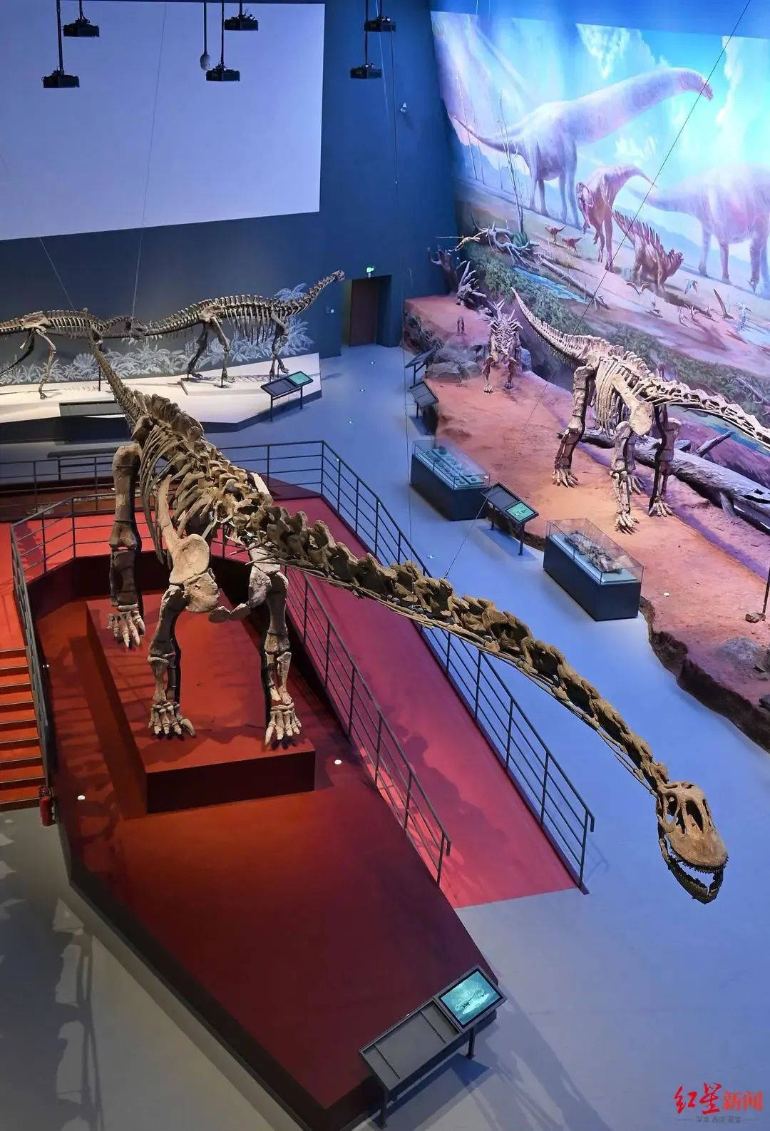 你们学校还有博物馆!"_动物_标本_恐龙
