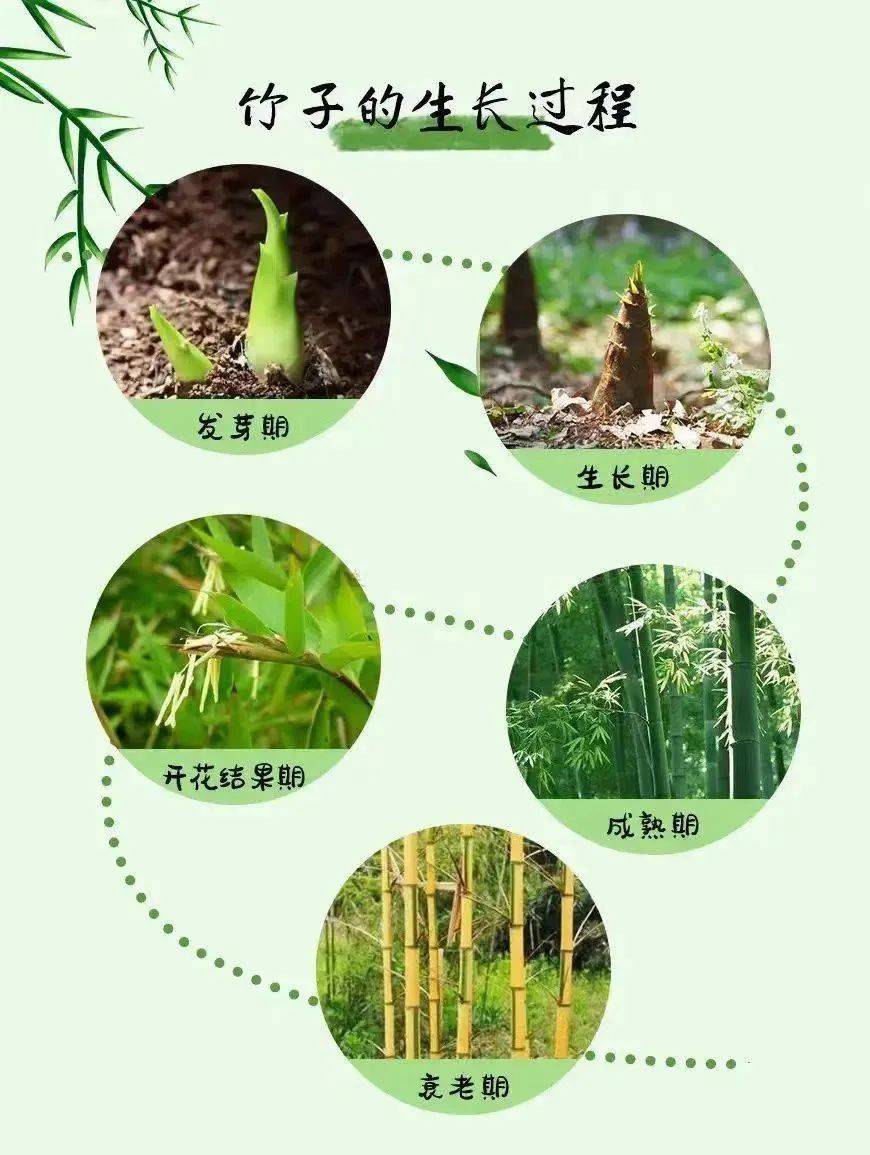 竹子是如何生长出来的?竹笋长大后是竹子吗?你们有仔细观察过竹笋吗?