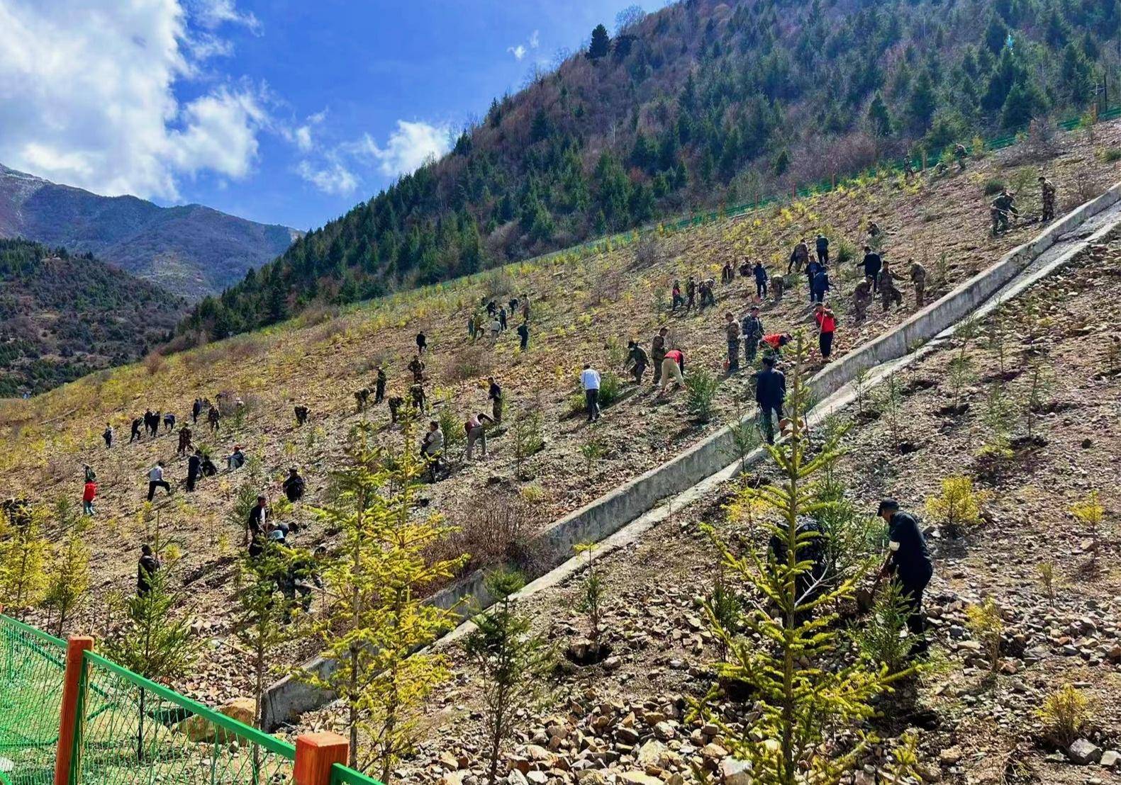 甘肃迭部迭山处处春意浓植树播绿正当时