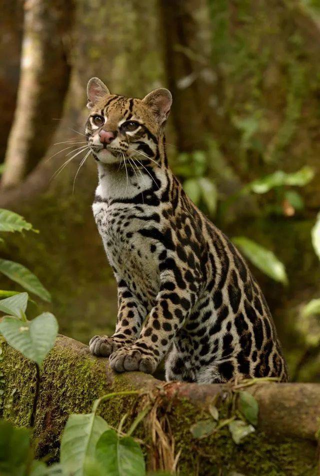 难得一见洛阳一地密集出现豹猫中华斑羚