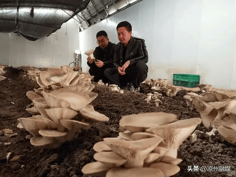 目前我们各个品种已经陆续开始采收,主要品种有羊肚菌,榆黄菇,平菇