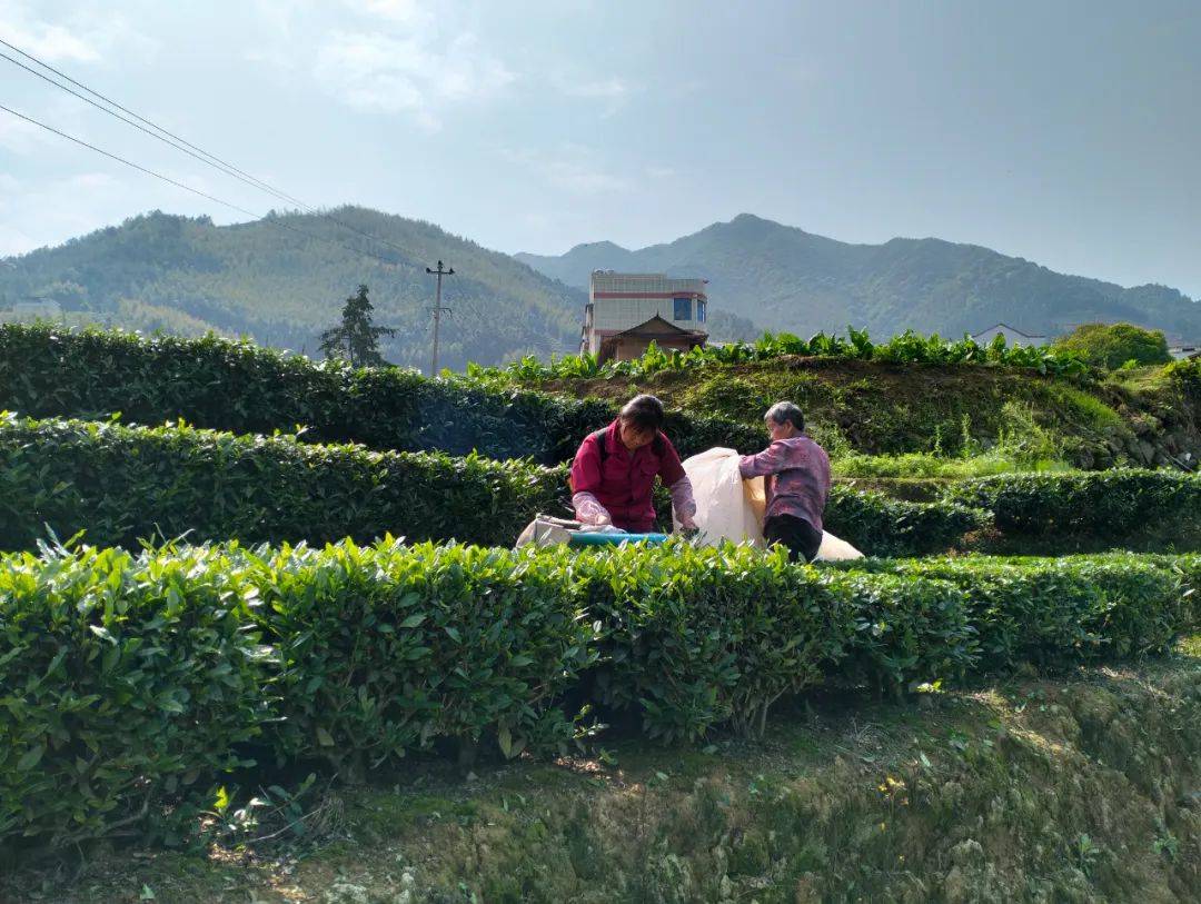 4月12日,在湖林乡吉土村绿意盎然的金观音茶园里,随处可见茶农们穿梭