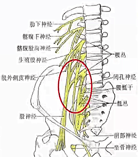 股外侧皮神经走行图图片