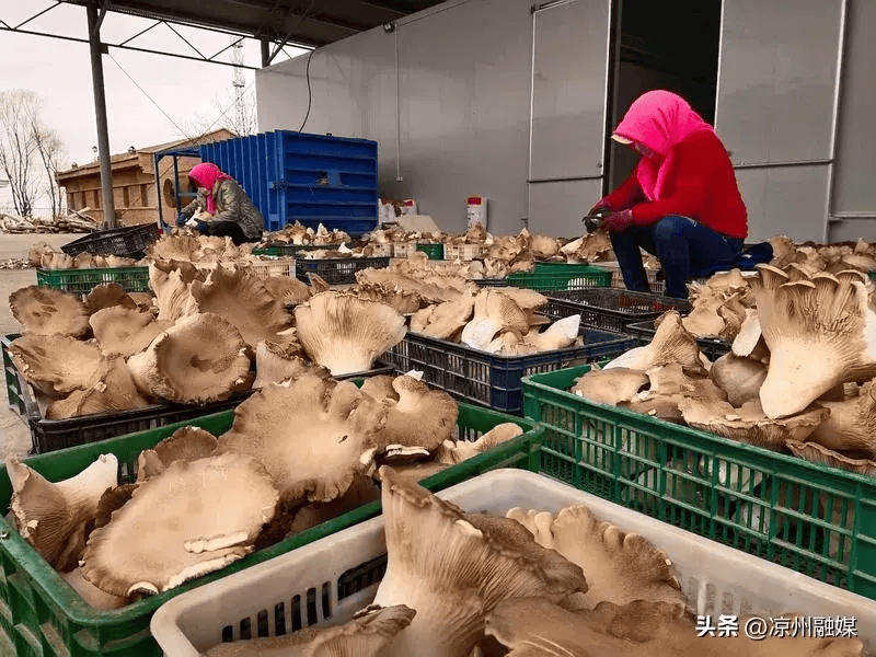 目前我们各个品种已经陆续开始采收,主要品种有羊肚菌,榆黄菇,平菇