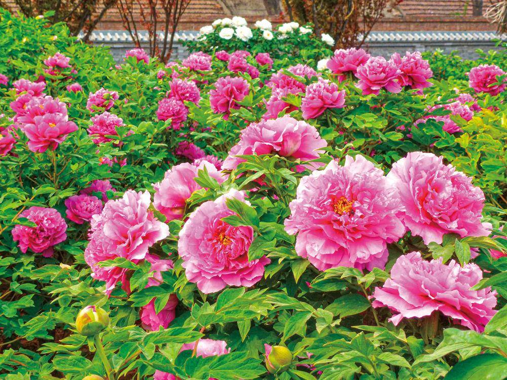 央媒观豫牡丹花动洛阳城