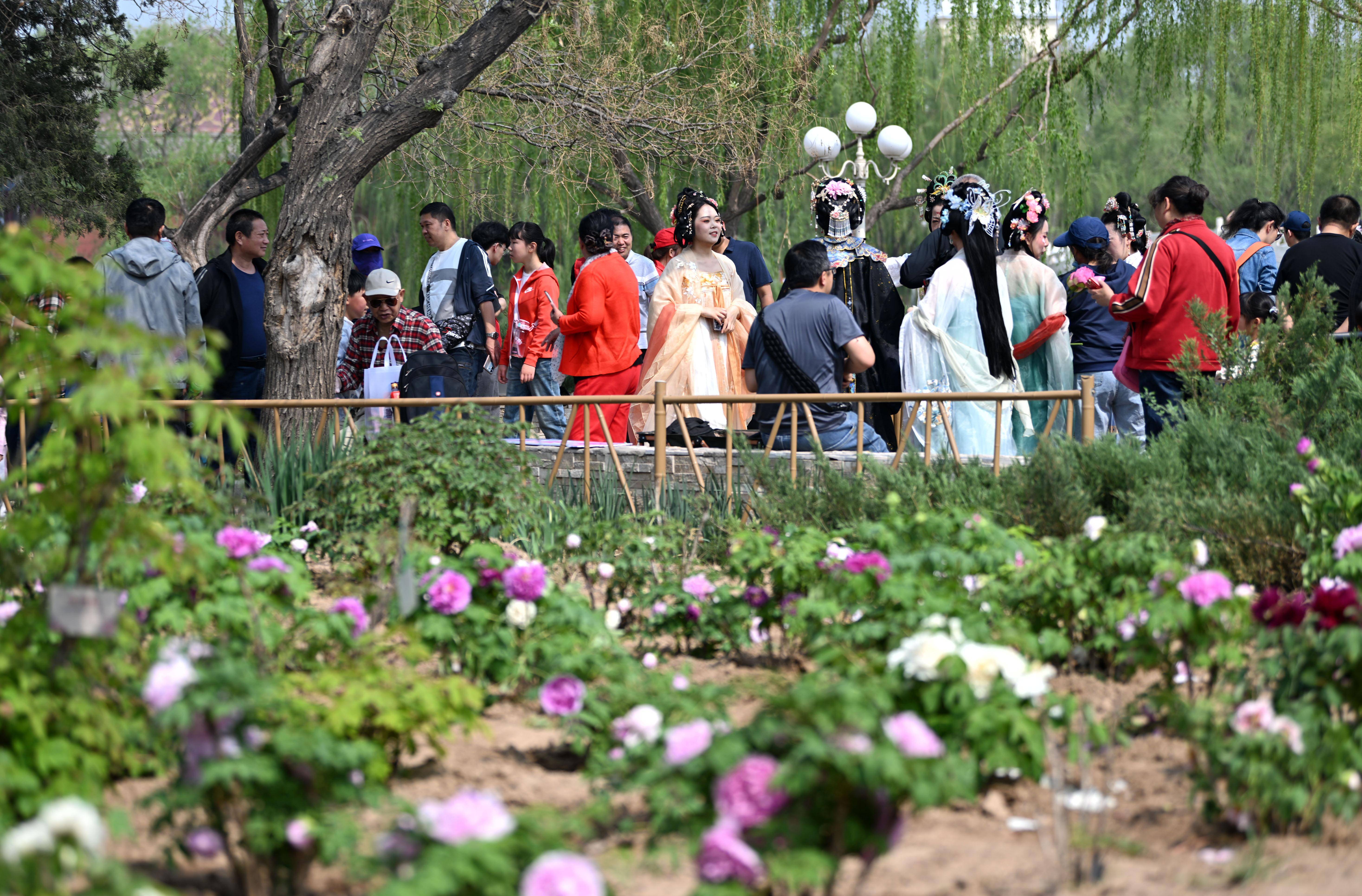 北京怀柔牡丹文化节图片