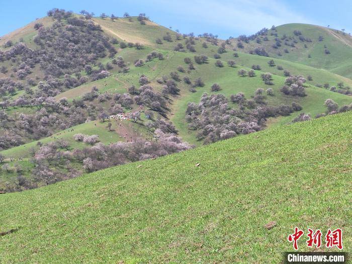 新疆新源县那拉提杏花谷迎来最美季