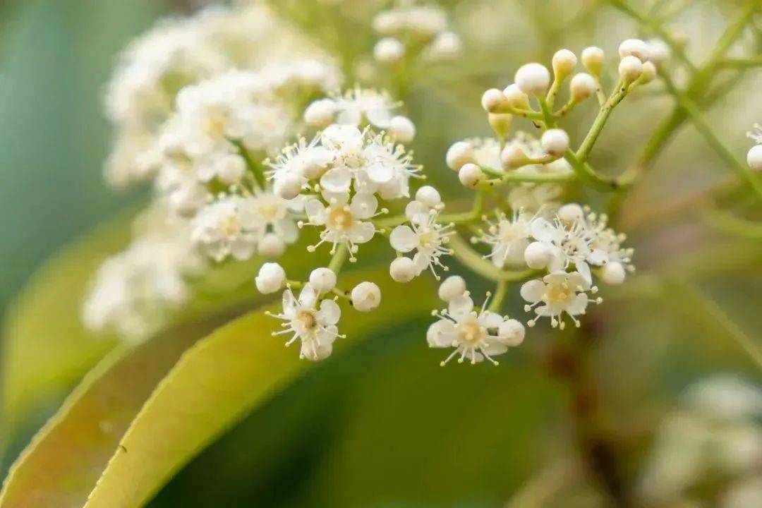 你好我叫石楠不叫yue