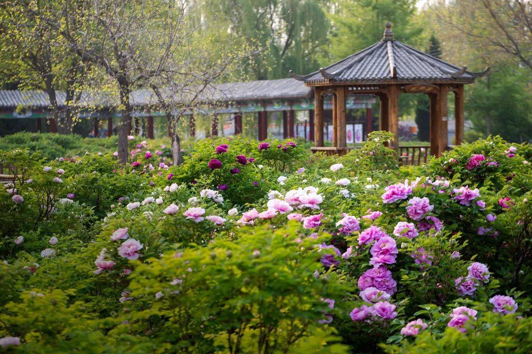 邢台市柏乡县素有"刘秀登基之地 神花牡丹之乡"的美誉,境内汉牡丹从
