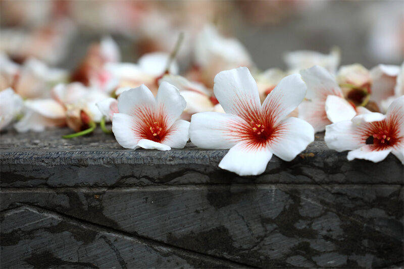 漫山遍野的桐花绽放美到极致满是芬芳作者:刘德军编