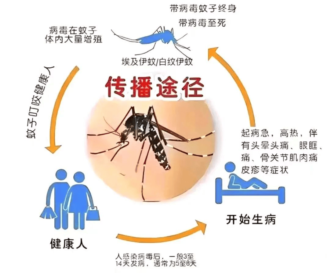 登革热健康教育系列宣传1