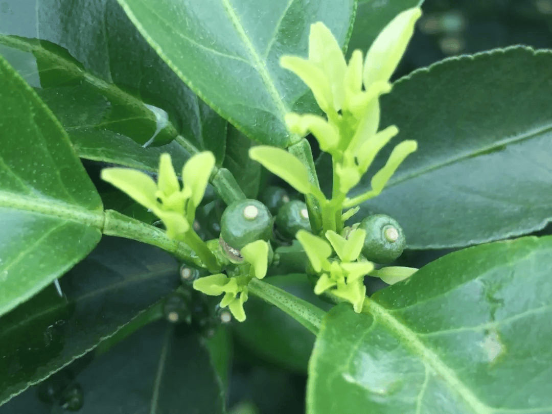 砂糖橘夏梢抽发夏梢的生长不利于柑橘的保花保果,主要是因为它会与