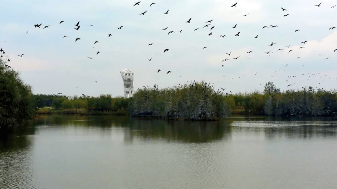 西安浐灞国家湿地公园图片