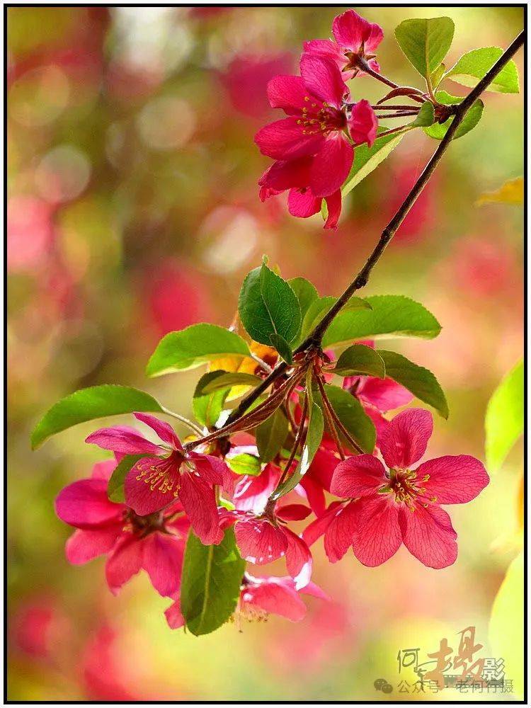 图集花如其名的火焰海棠